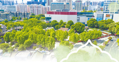 鸿泰利创 白兰香飘岭之南（一朵花读懂一座城）