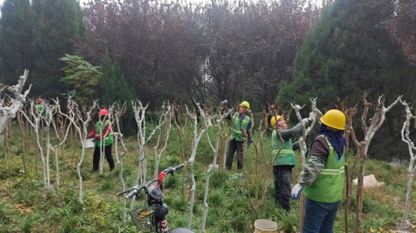 聚点股 潍坊诸城：7万株苗木“梳妆打扮”安全迎冬